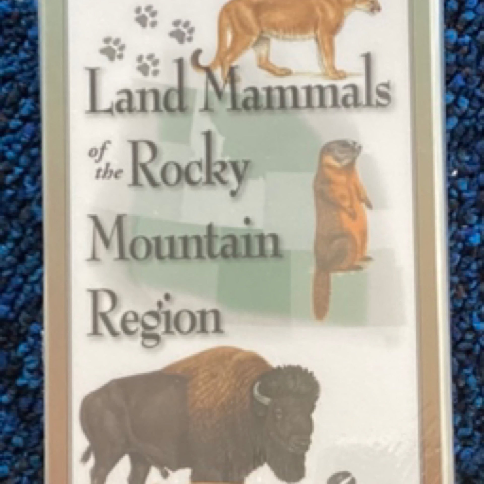 Land Mammals of the Rocky MTN Region | Wildstone Ceramics